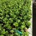 菊花苗大花菊花盆栽四季开花室内外庭院阳台绿植多年生耐寒