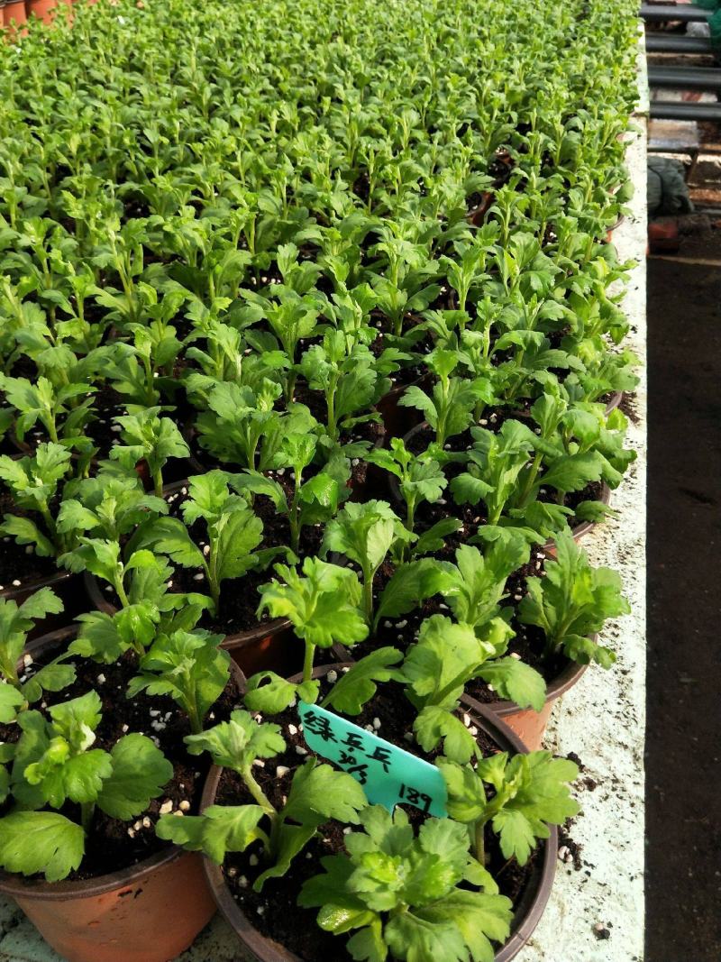 菊花苗大花菊花盆栽四季开花室内外庭院阳台绿植多年生耐寒
