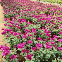菊花苗大花菊花盆栽四季开花室内外庭院阳台绿植多年生耐寒