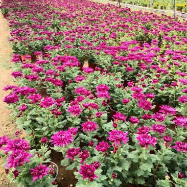菊花苗大花菊花盆栽四季开花室内外庭院阳台绿植多年生耐寒