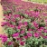菊花苗大花菊花盆栽四季开花室内外庭院阳台绿植多年生耐寒