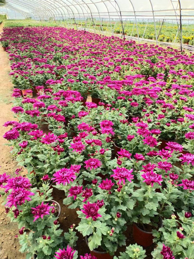 菊花苗大花菊花盆栽四季开花室内外庭院阳台绿植多年生耐寒