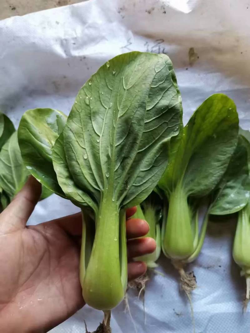 高品质！耐寒青菜种子K0537耐低温抗霜霉病束腰颗型好