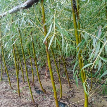 黄金柳