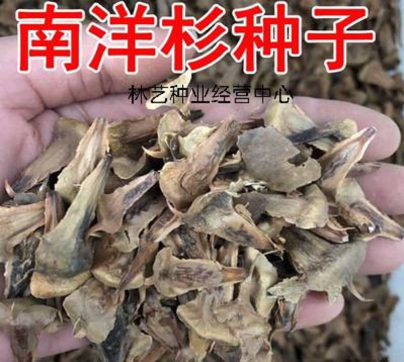 新采林木树种南洋杉种子澳洲杉鳞叶南洋杉塔形南洋杉种子