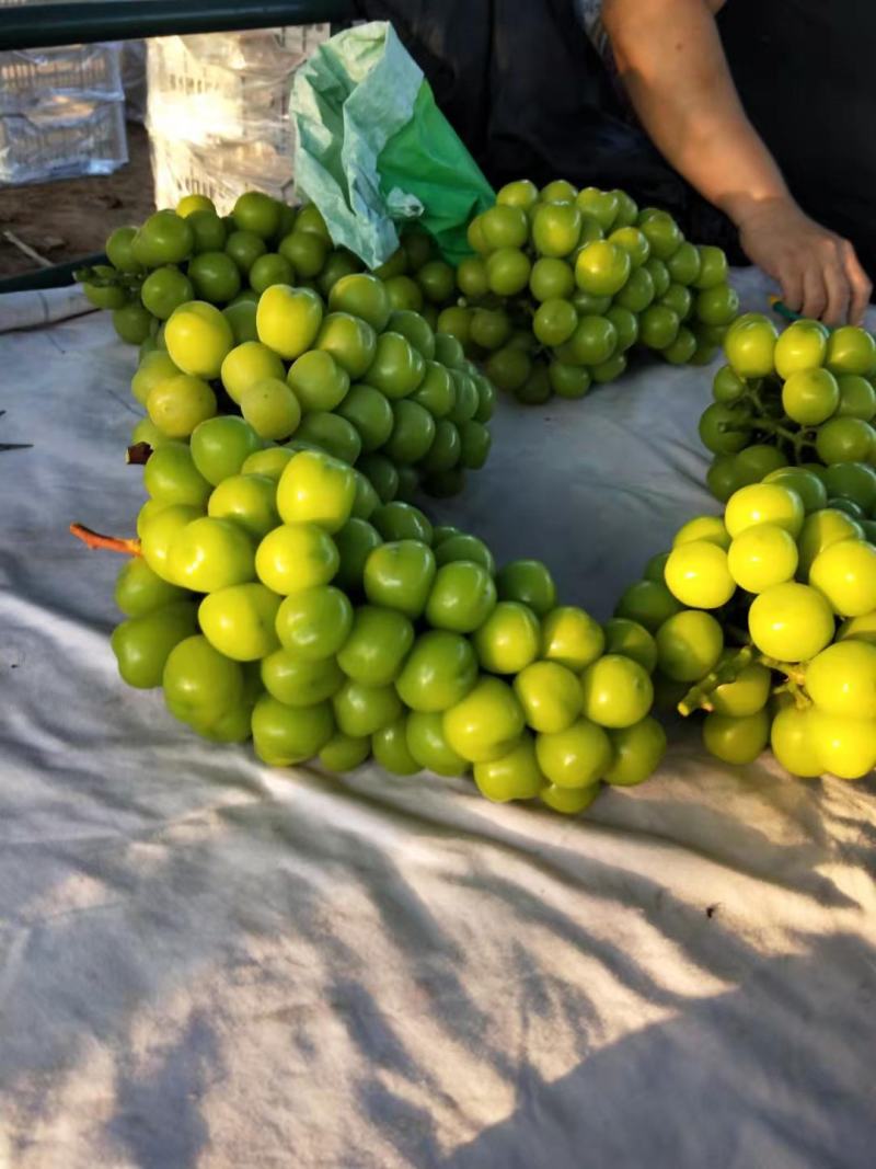 阳光玫瑰葡萄阳光玫瑰葡萄产地阳光玫瑰葡萄批发