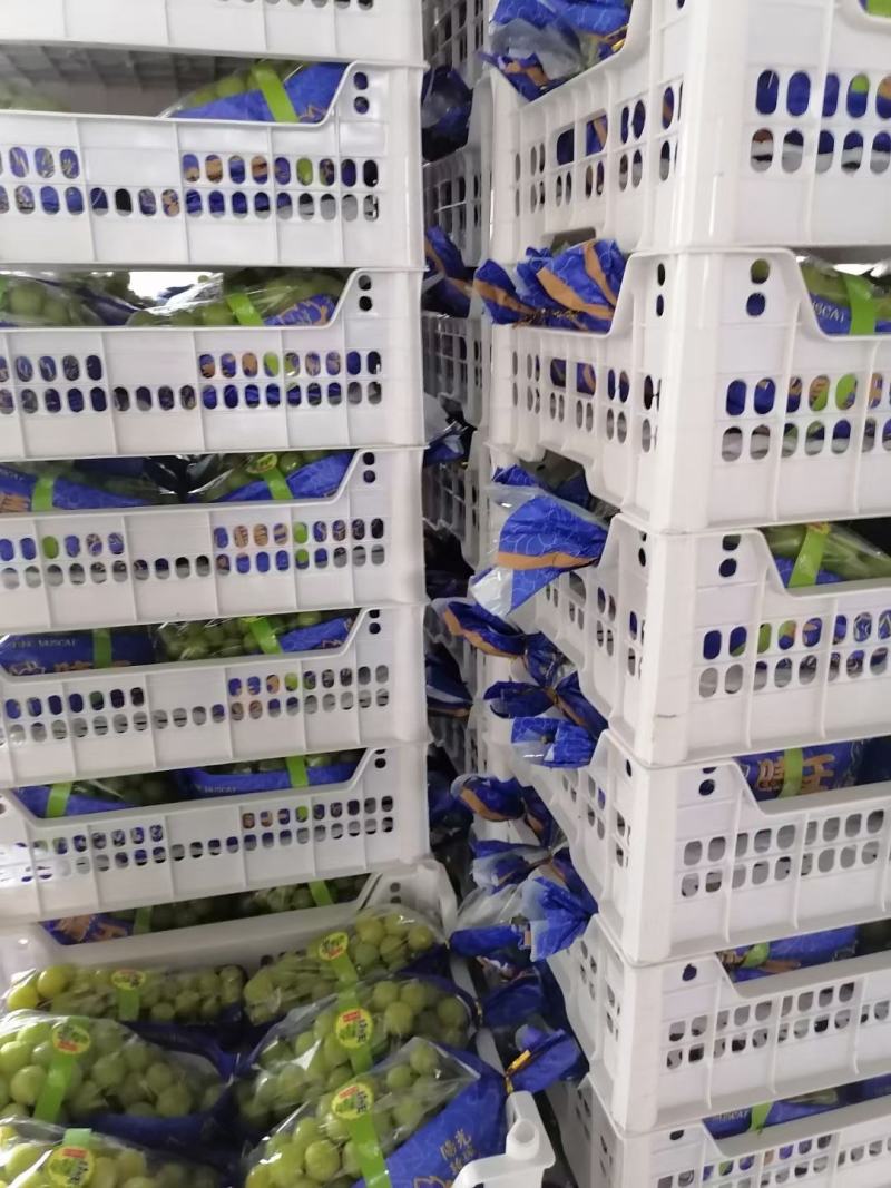 阳光玫瑰葡萄阳光玫瑰葡萄产地阳光玫瑰葡萄批发