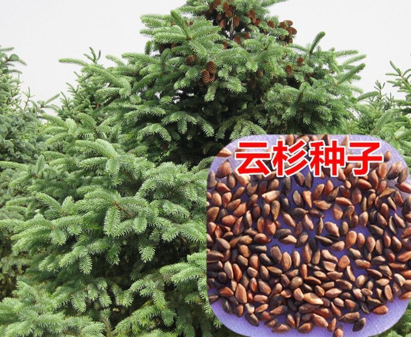 云杉种子