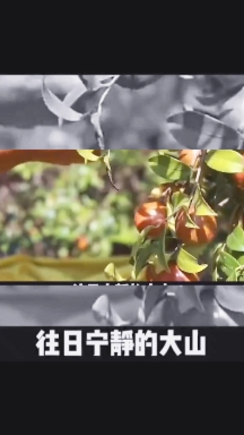 江西茶油果物理压榨江西茶果物理压榨江西存天然压榨山茶果