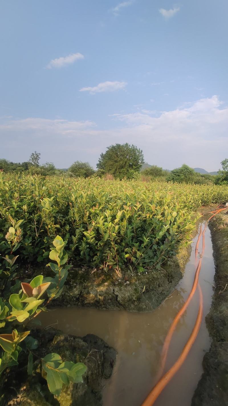 江西茶油果物理压榨江西茶果物理压榨江西存天然压榨山茶果