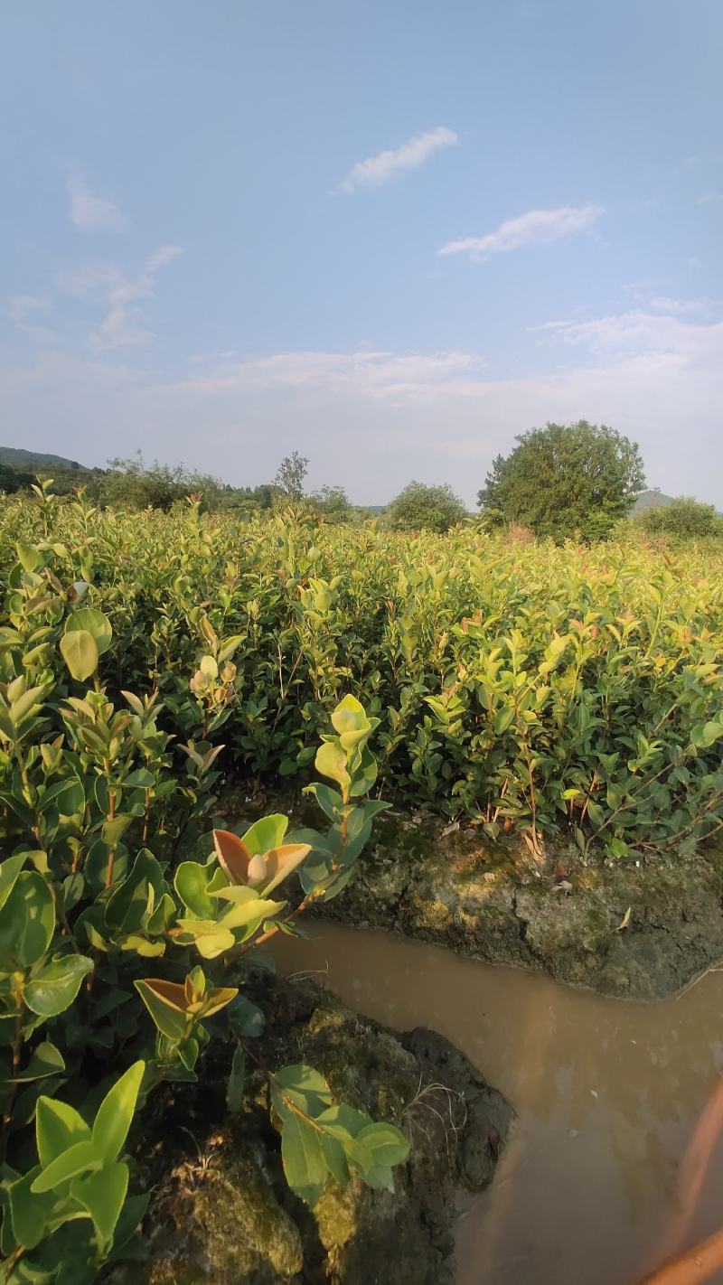 江西茶油果物理压榨江西茶果物理压榨江西存天然压榨山茶果