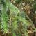 新采摘珍贵树种水杉种子林木树种子水杉种子水杉树种子