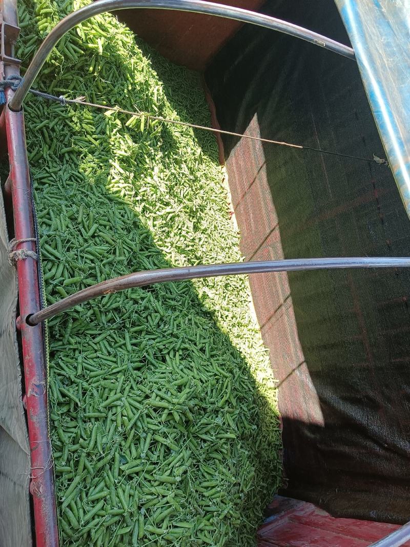 长寿仁甜脆豌豆大量上市，欢迎老板来采购
