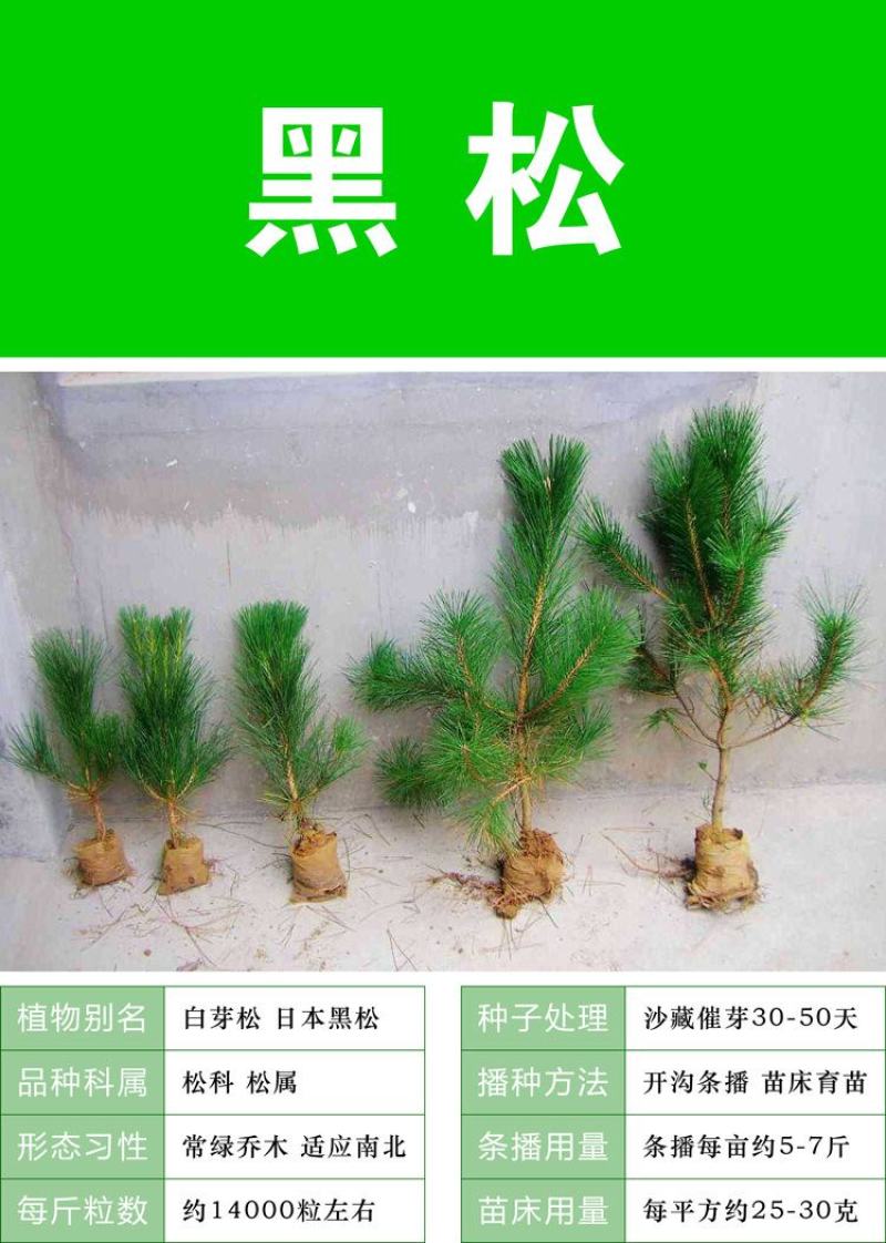 新采耐寒黑松种子松树种子盆栽黑松苗黑松盆景东北黑松籽