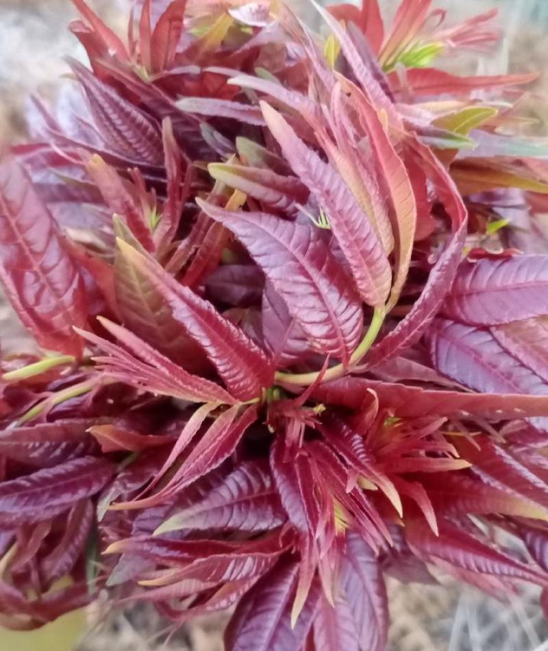 香椿芽云贵高原露天种植粗放管理自然生长高端食材营养丰富