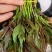 香椿芽云贵高原露天种植粗放管理自然生长高端食材营养丰富