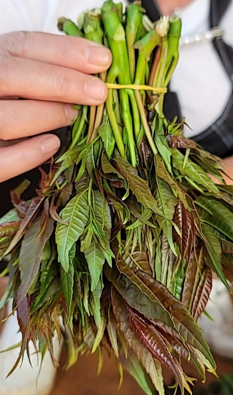香椿芽云贵高原露天种植粗放管理自然生长高端食材营养丰富