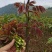 香椿芽云贵高原露天种植粗放管理自然生长高端食材营养丰富