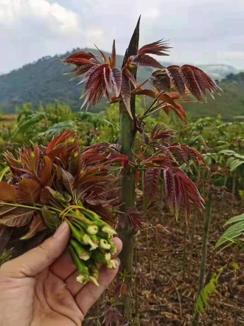 香椿芽云贵高原露天种植粗放管理自然生长高端食材营养丰富