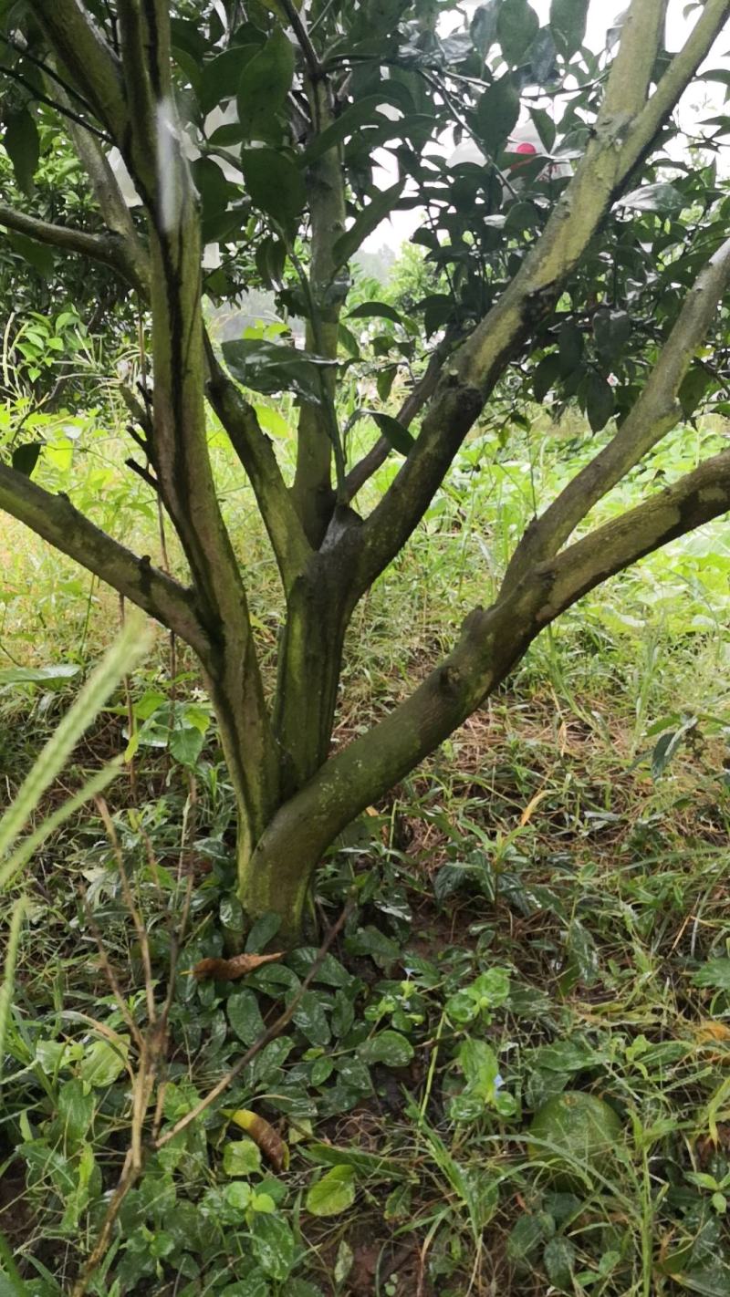 成熟果园带国转让