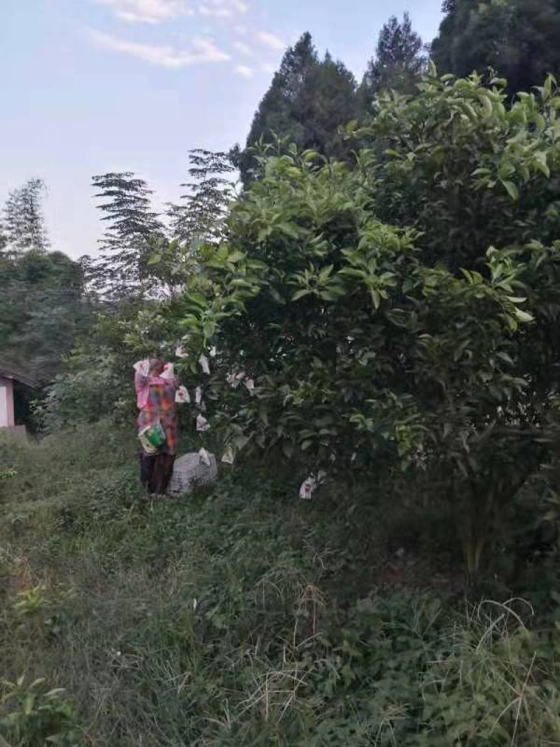 成熟果园带国转让