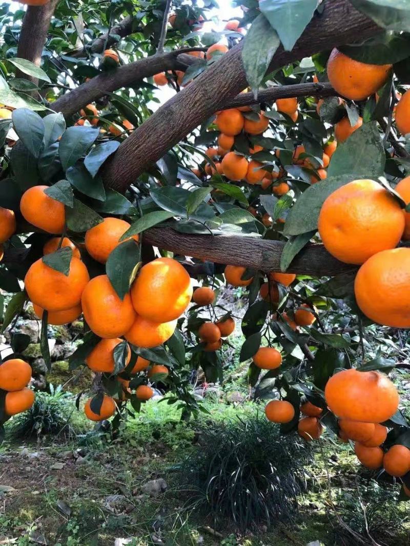 蜜橘高山早熟蜜桔国庆蜜桔皮薄化渣视频看货产地直销