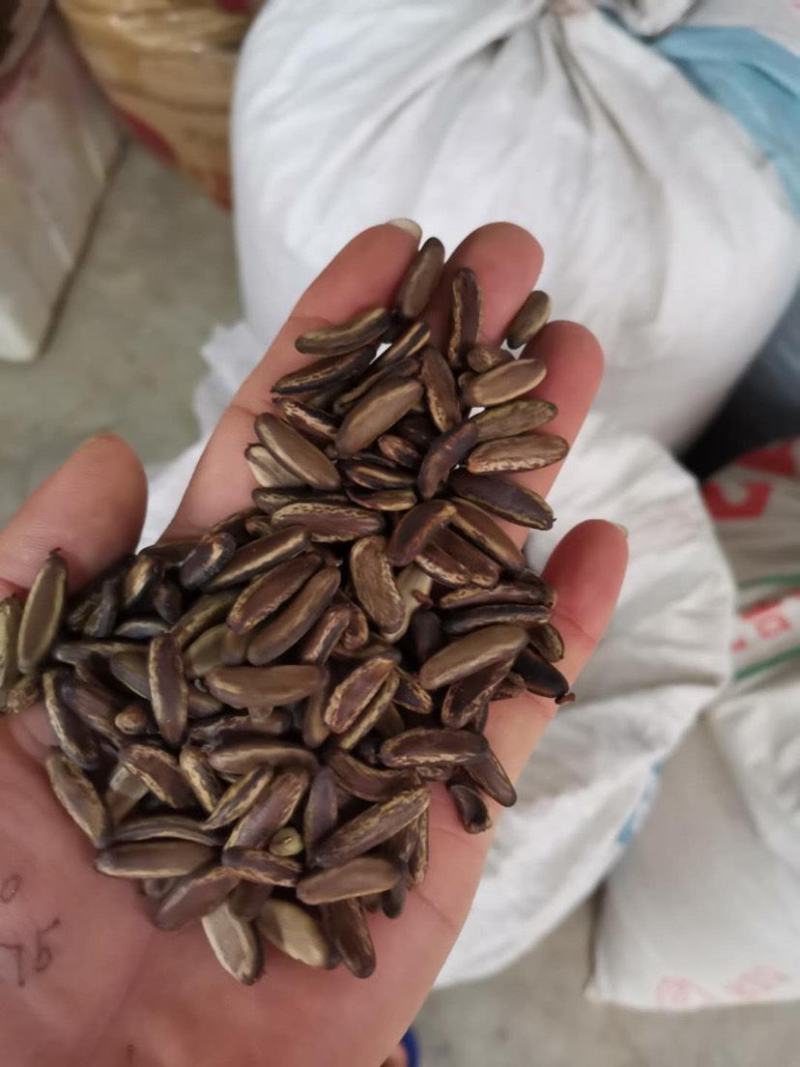 凤凰木种子凤凰木树种当年新采凤凰木树籽树种优质新种林木种