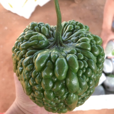 广东精品大顶苦瓜，大量有货，质量保证，欢迎采购