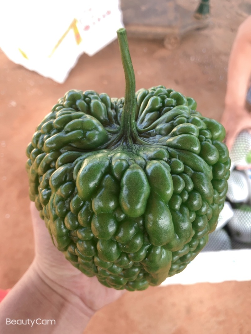 广东精品大顶苦瓜，大量有货，质量保证，欢迎采购