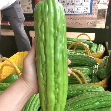 广东苦瓜基地，货源充足量大，价格合理，合作共赢