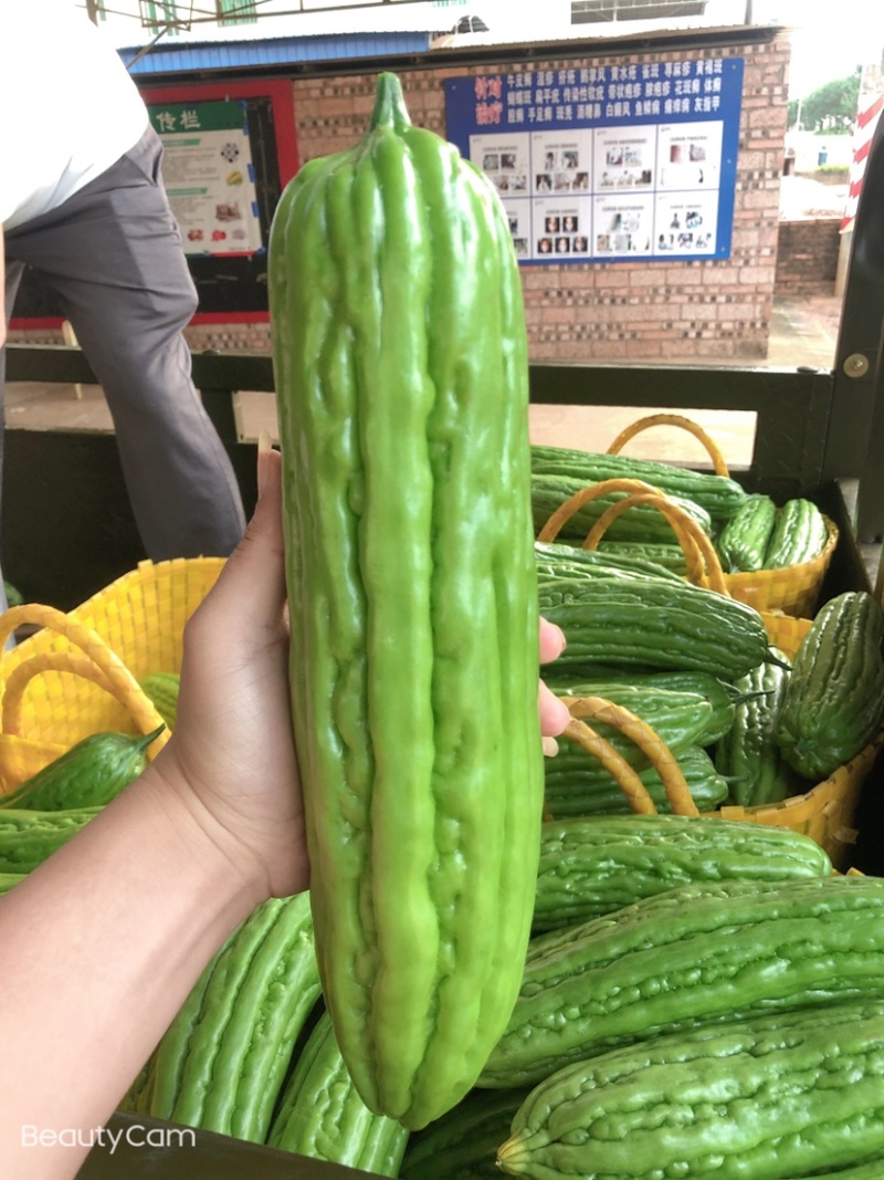 广东苦瓜基地，货源充足量大，价格合理，合作共赢