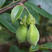 新采沉香种子海南沉香木树种子名贵树种子奇楠发芽率高