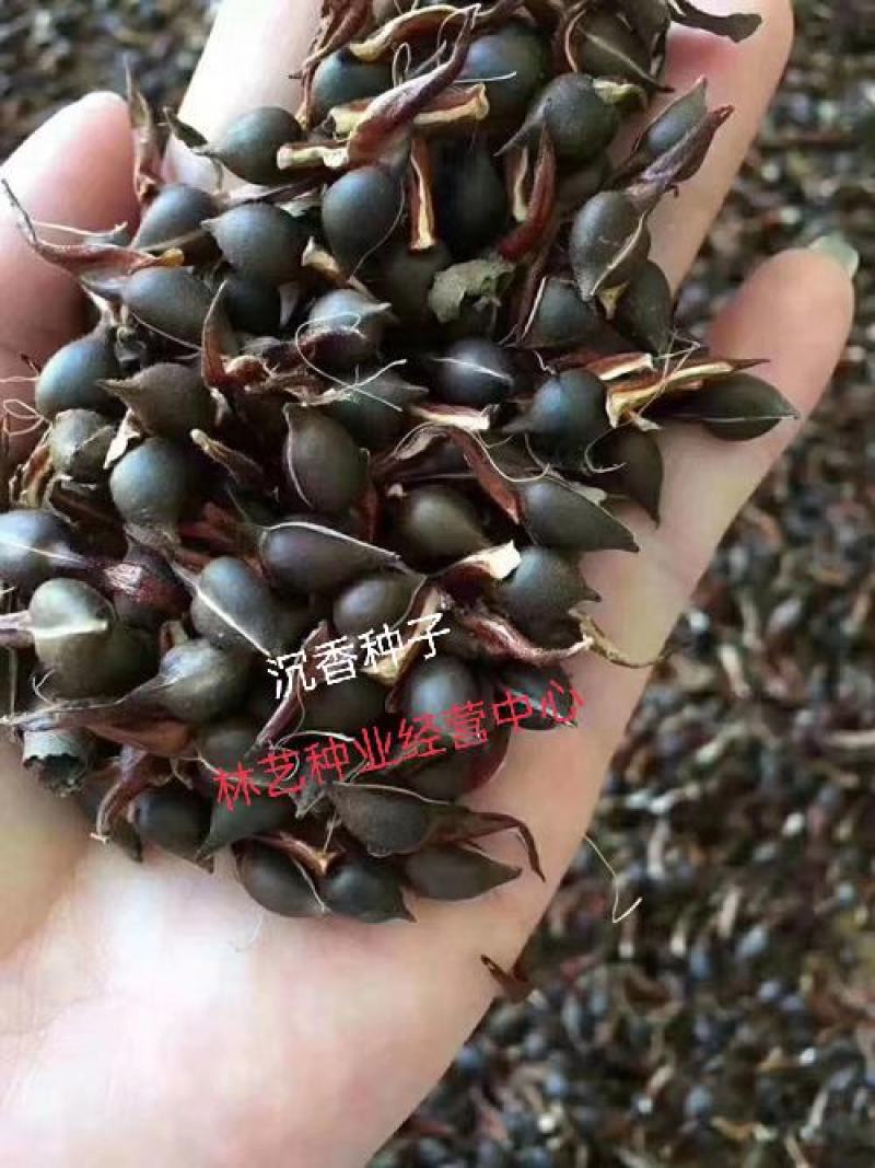 新采沉香种子海南沉香木树种子名贵树种子奇楠发芽率高