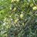 新采沉香种子海南沉香木树种子名贵树种子奇楠发芽率高
