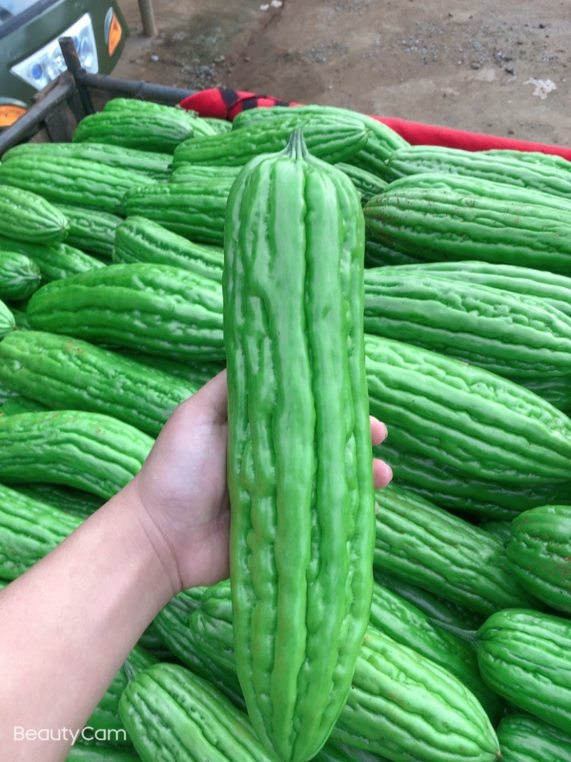 广东苦瓜基地，货源充足量大，价格合理，合作共赢