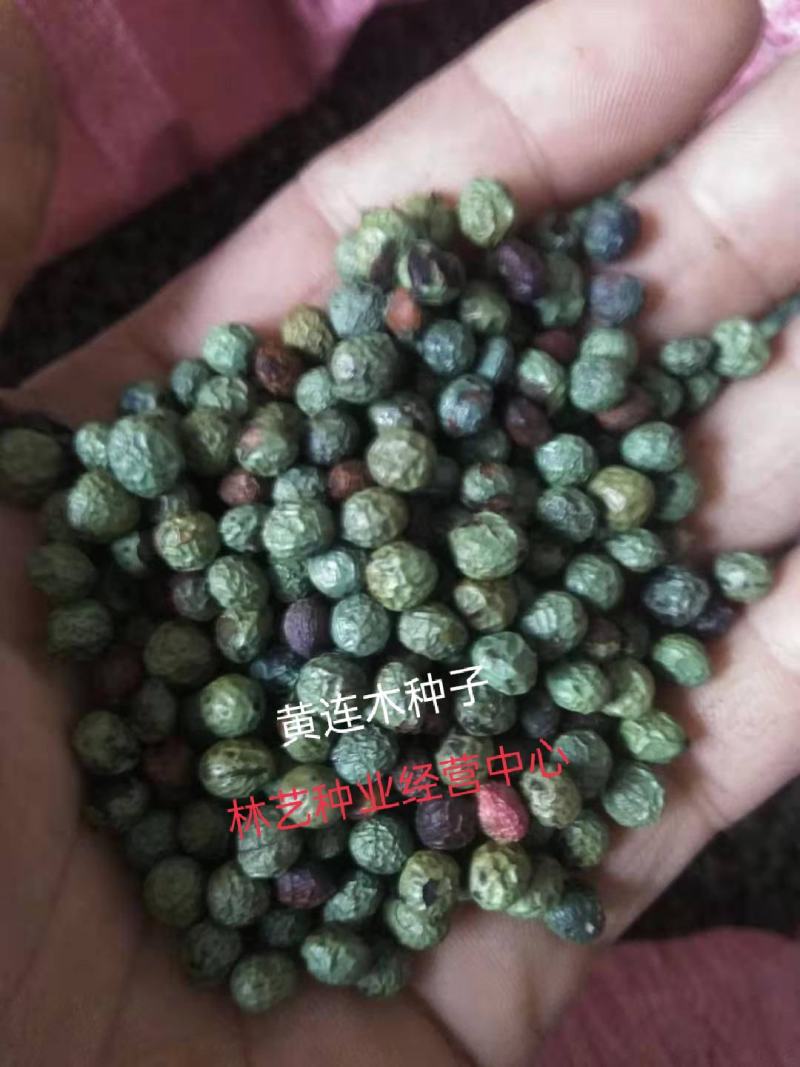 黄连木种子楷木惜木绿化行道林木苗木树种子黄连木树种子