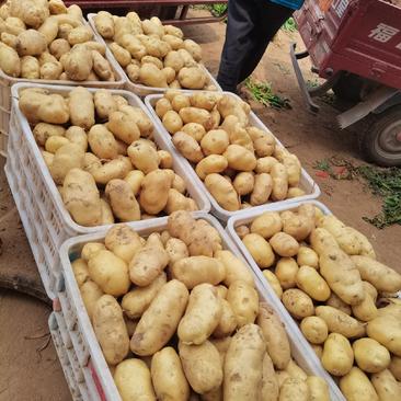 荷兰十五土豆现已大量上市，规格齐全卖相好