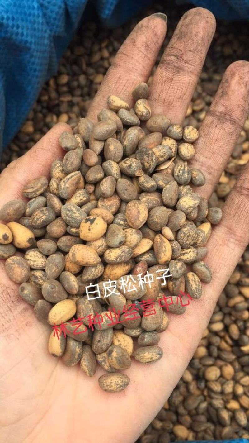 新采白皮松种子油松种子华山松种子黑松散装优质松树种子