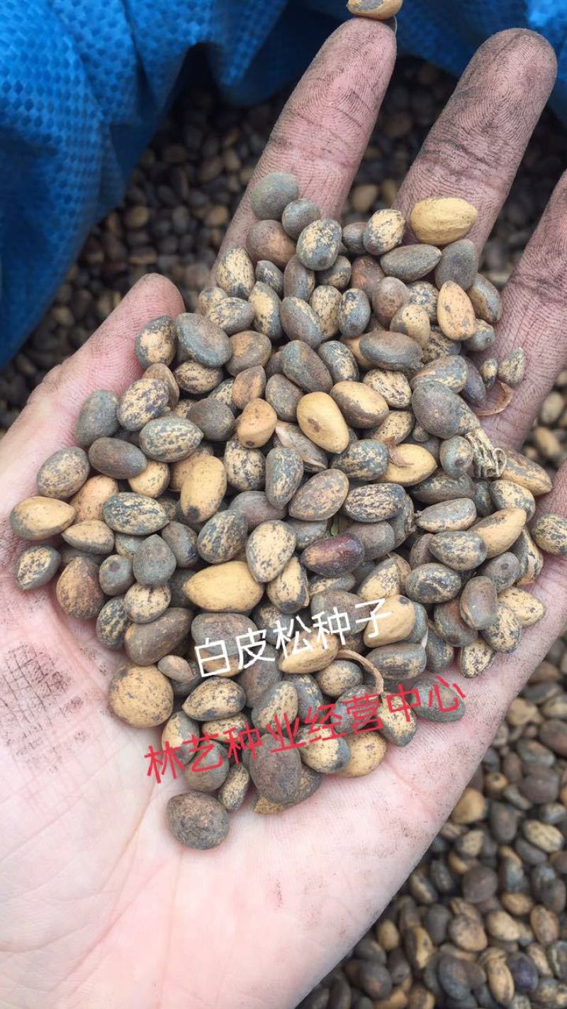 新采白皮松种子油松种子华山松种子黑松散装优质松树种子