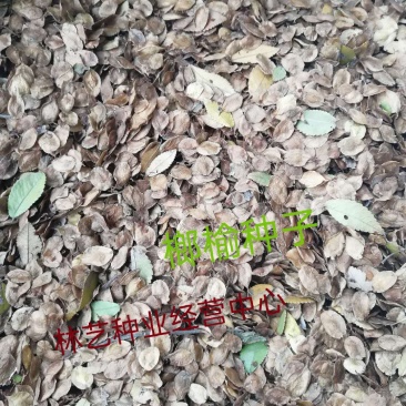 新采榔榆种子榔榆树种子小叶榆种子秋榆种子林木种子