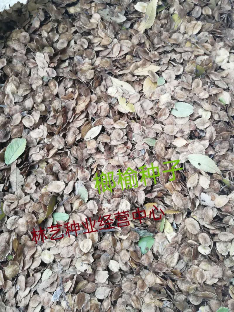 新采榔榆种子榔榆树种子小叶榆种子秋榆种子林木种子