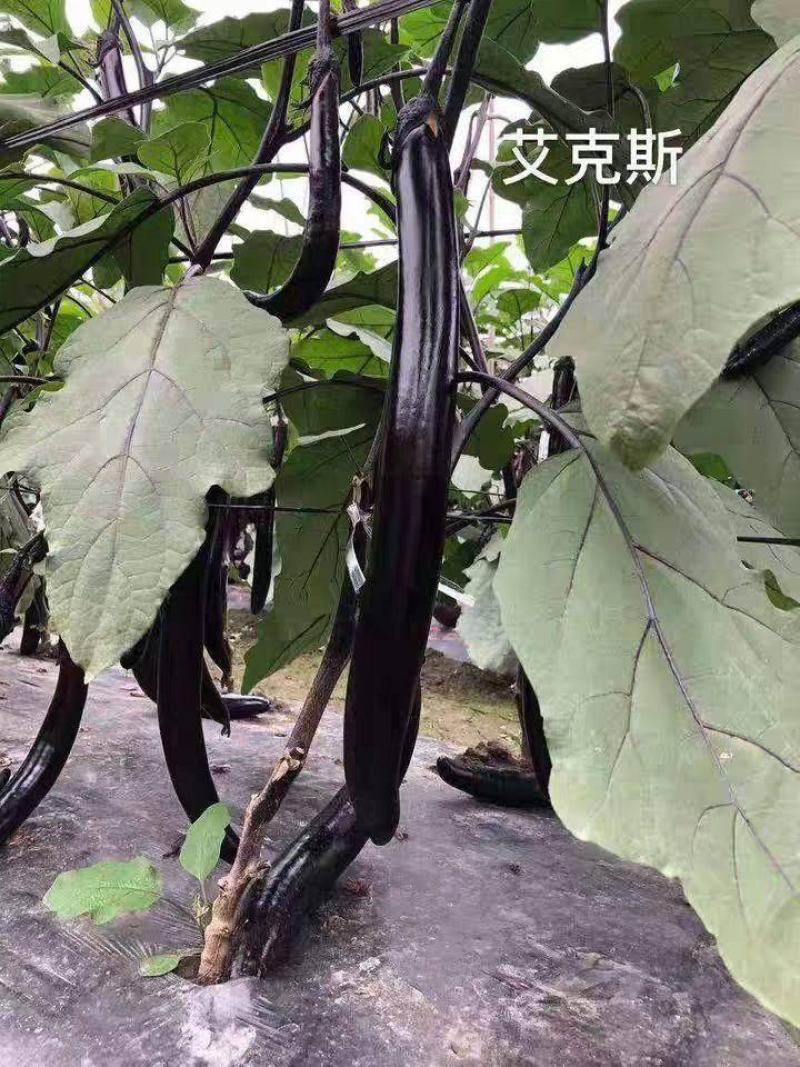 善高善茄艾克斯F1茄子种子，果色紫黑艳丽,1000粒