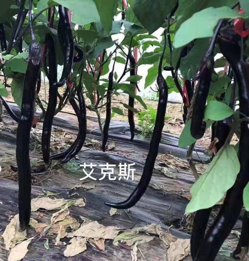 善高善茄艾克斯F1茄子种子，果色紫黑艳丽,1000粒