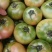 山东平度草莓西红柿铁皮柿子精品果糖度10以上
