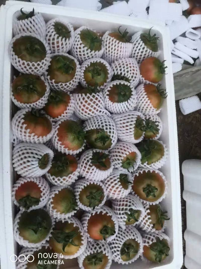 山东平度草莓西红柿铁皮柿子精品果糖度10以上