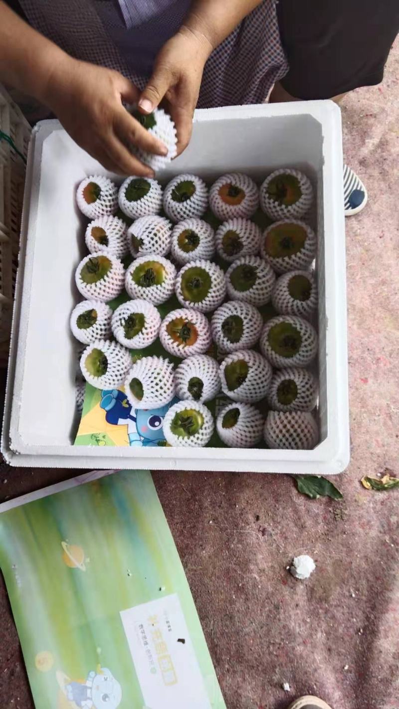 山东平度草莓西红柿铁皮柿子精品果糖度10以上