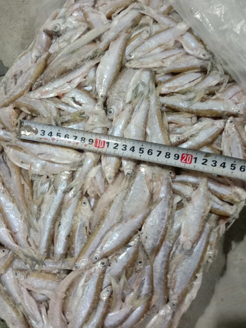 洪湖天然淡水鱼，小白鱼(小白条）自然繁殖，天然生长