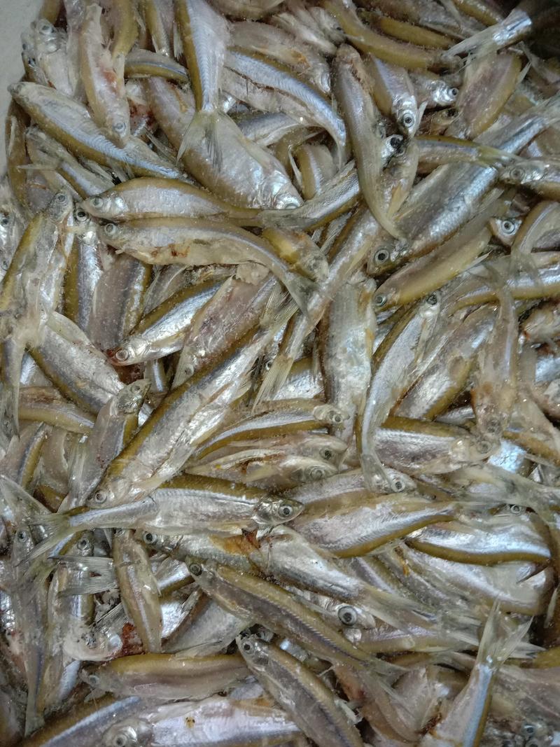 洪湖天然淡水鱼，小白鱼(小白条）自然繁殖，天然生长