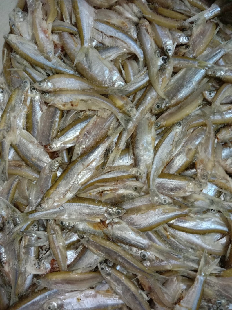 洪湖天然淡水鱼，小白鱼(小白条）自然繁殖，天然生长