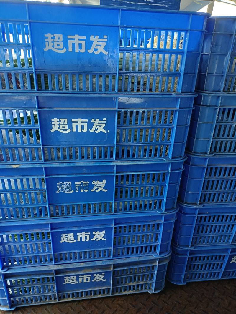 小葱，自产自销，一手货源产地发货大量有货